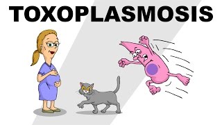 Toxoplasmosis  Plain and Simple [upl. by Sanford]