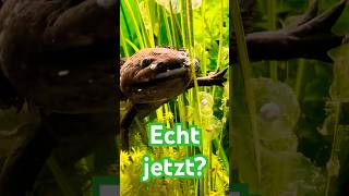 Warum sind Axolotl fast ausgestorben axolotls aquarium animals tiere [upl. by Calvert350]