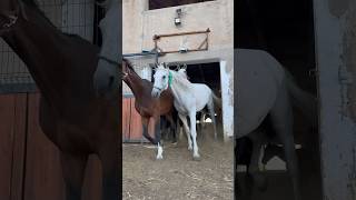 Alpartir parati viralvideo tiktok caballos youtube video viral funny love horse animals [upl. by Nniuq]