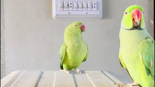 most exotic brids relaxing Parrots sound [upl. by Alisander111]