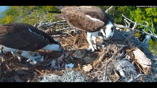 Moorings Park Osprey Live Stream Naples FL Now in 4K [upl. by Lucais]