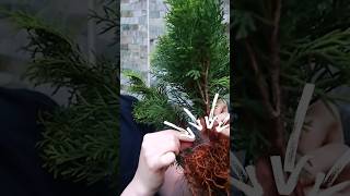 Making Bonsai from a Thuja [upl. by Collayer]