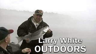 Spottail Minnows  Larry White Outdoors [upl. by Yarrum]