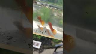 Female Marigold Swordtails looking good 2024 shorts [upl. by Prescott406]