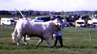 how show charolais cattle [upl. by Delaney49]