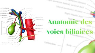 Anatomie des voies biliaires [upl. by Elmer]