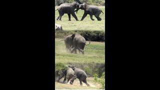 Unbeatable Elephant Fight shorts [upl. by Yhtnomit]