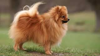 German Spitz Klein  small dog breed [upl. by Hewie]