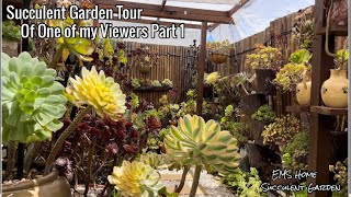 Succulent Garden Tour with lots of Rare Aeonium [upl. by Adlanor]