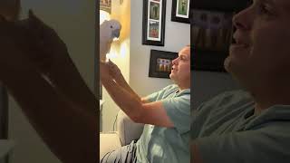 How to Talk Tango 🦜viralvideo video parrot shortvideos shortvideo shortsvideo viralvideo [upl. by Oz]