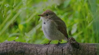 The Garden Warbler Close Up HD Footage Sylvia borin birds birdlife birdwatching birdslover [upl. by Eidolem]