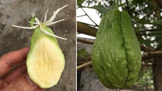 How to grow chayote from seeds its easy that few people know [upl. by Betti]