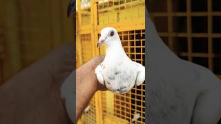 Kalpari kaldumi madrasi madin FOR SALE pigeon pigoen bird kabootar birdspecies kabutar birds [upl. by Slohcin]