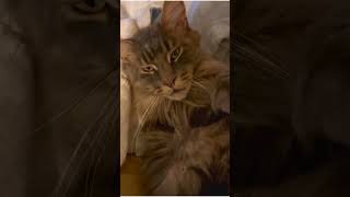 Maine Coon cat want privacy for his bath shorts cats catgrooming [upl. by Lasala]