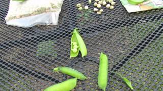 The Three Types of Peas Sugar Pod Snap or Sugar Snap and Standard  The Rusted Garden 2013 [upl. by Nossah]