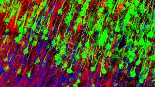 Thalamocortical corticothalamic and corticostriatal integration in primary motor cortex [upl. by Llehcear]