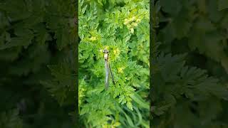 Libellule Gomphus vulgatissimus le gomphe vulgaire ou Gomphe à pattes noires filmé en bretagne [upl. by Paolo770]