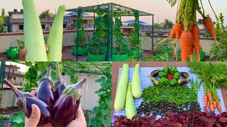 Massive Harvesting Of Pure Organic Veggies From My Terrace GardenHarvesting Organic Vegetables [upl. by Aicnom629]