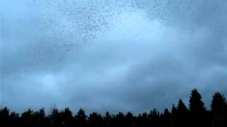 murmuration of starlings Cullompton [upl. by Leihcar549]