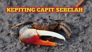 Kepiting Bakau Capit Sebelah Di Alam [upl. by Oderfodog]