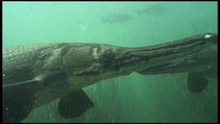 Underwater Footage of Alligator Gar [upl. by Leelah]