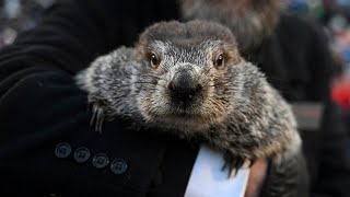 LIVE Groundhog Day 2024 Punxsutawney Phil set to make his prediction from Pennsylvania [upl. by Riedel109]