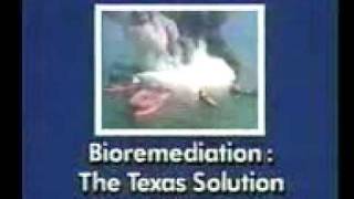 Bioremediation Oileating bacteria [upl. by Nyleimaj]