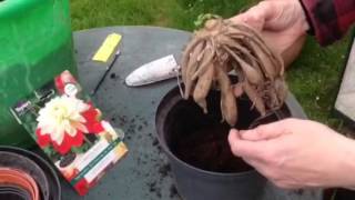 How to start Dahlia tubers [upl. by Purity155]