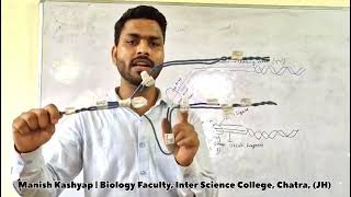 DNA Replication Explanation by Model  DNA Replication Model  Semiconservative Model of DNA [upl. by Celle]