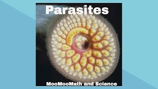 ParasitesSymbiotic Relationships [upl. by Aliekat]