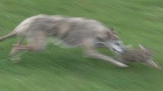 South Somerset Ferreters  a great family day out hunting rabbits [upl. by Raine]