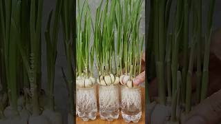 How to Grow Garlic at Home Using Plastic Bottles plants shorts farming [upl. by Harrak]