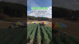 🇰🇷평창 고랭지 파밭뷰 Green onion field view in Pyeongchang shorts 평창 평창파밭 평창여행 [upl. by Refiffej]