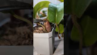 Feeding my Nepenthes a dead fly villosaxVeitchii [upl. by Anauqahs]