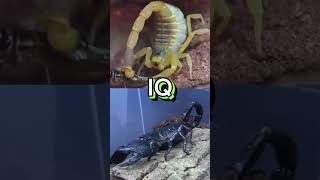 Deathstalker vs Emperor Scorpion deathstalker emperorscorpion [upl. by Pulsifer]