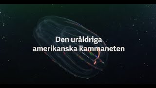 Invasiva arter i havet  Amerikansk kammanet [upl. by Annovahs]