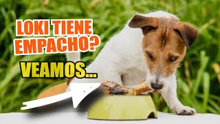 🐶 SIGNOS y SÍNTOMAS de INDIGESTIÓN en PERROS 🧽 Tu Perro Tiene Empacho [upl. by Laurianne]