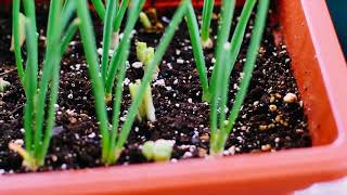 Growing CHIVES from scraps in a Container [upl. by Anigar]