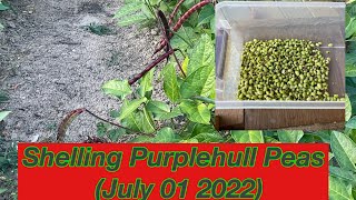 Shelling Purple Hull Peas On Homemade Pea Sheller July 01 2022 [upl. by Bordy904]