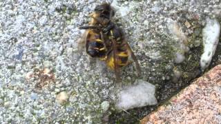 Bee vs Wasp [upl. by Hodgkinson468]