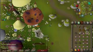 OSRS  Bird House Run 0140 [upl. by Saqaw230]