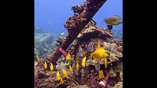 Another Fabulous Fish Party  MEGA Lab Cam  Hawaii live stream youtubeshorts like share [upl. by Noved]