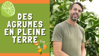 ILS CULTIVENT DES AGRUMES EN PLEINE TERRE ET RESISTANT AU FROID [upl. by Yxel]