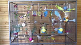 Parakeets fighting over food [upl. by Marylee]