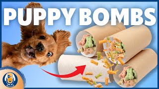 DIY Puppy Bombs Easy amp Affordable Enrichment Toy for Puppies [upl. by Neetsirhc]