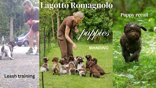 Training Lagotto puppies [upl. by Eudosia]