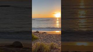 Endangered Hawaiian Monk Seal Sneezed 🤧 😳🥰🥰 endangeredspecies nature [upl. by Neala]