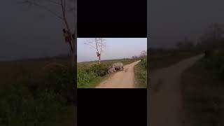 Rhinoceros attack on man that climb on tree rhino  animal life animallife short [upl. by Aneed]