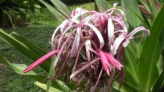 Crinum x augustum Giant Spider Lily [upl. by Cully526]