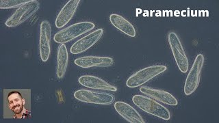 Living Paramecium Paramécie vivante cils vacuoles contractiles [upl. by Vera172]